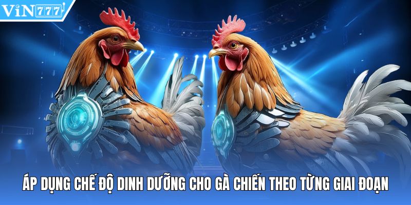 Áp dụng chế độ dinh dưỡng cho gà chiến theo từng giai đoạn