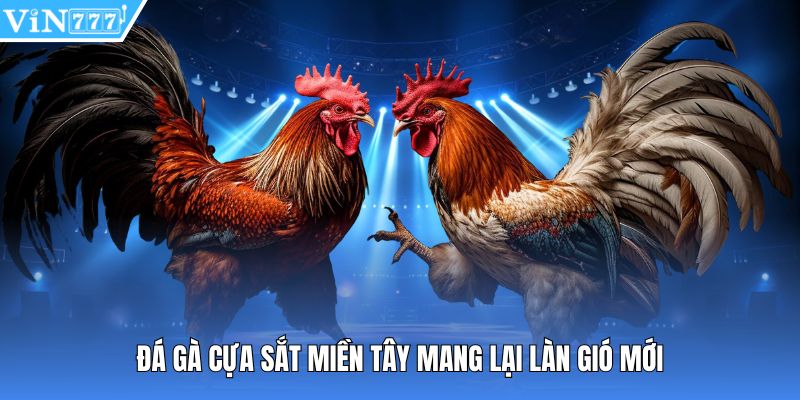 Đá gà cựa sắt miền Tây mang lại làn gió mới