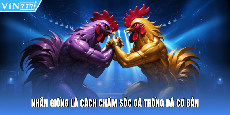 Nhân giống là cách chăm sóc gà trống đá cơ bản